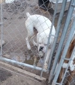 adoptable Dog in Austin, TX named Whisper