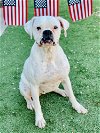 adoptable Dog in austin, TX named Ramona