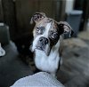 adoptable Dog in austin, TX named Lily III
