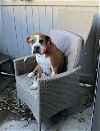 adoptable Dog in austin, TX named Favor