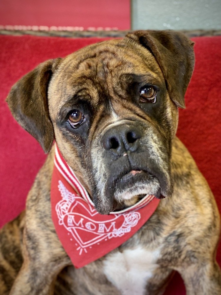 adoptable Dog in Austin, TX named Zamboni