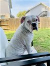 adoptable Dog in austin, TX named Jamice - Silver Heart