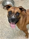 adoptable Dog in  named Salsa