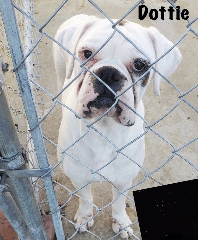 adoptable Dog in Austin, TX named Dottie II