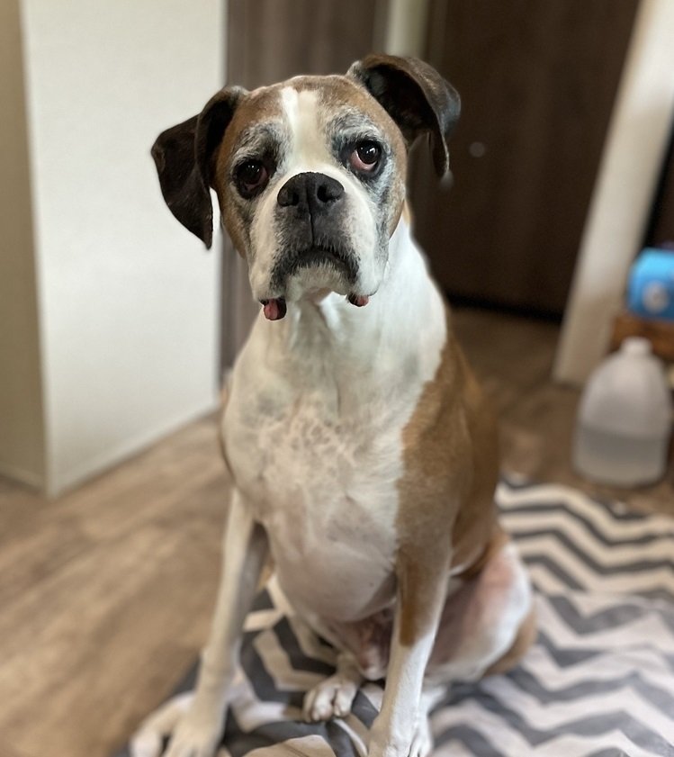 adoptable Dog in Austin, TX named Otis II