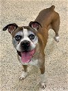 adoptable Dog in austin, TX named Tennessee - Silver Heart