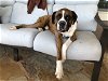 adoptable Dog in austin, TX named Vardon
