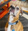adoptable Dog in austin, TX named Gracie III