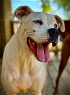 adoptable Dog in austin, TX named Jax VI