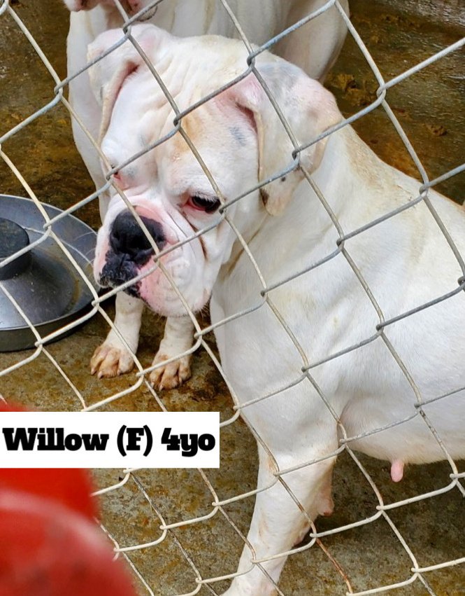 adoptable Dog in Austin, TX named Willow
