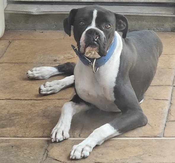 adoptable Dog in Austin, TX named Bones II