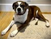 adoptable Dog in austin, TX named Allie II