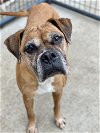adoptable Dog in  named Maple