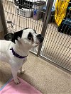 adoptable Dog in  named Pansy