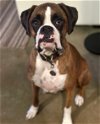 adoptable Dog in austin, TX named Lily V