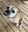 adoptable Dog in austin, TX named Gracie IV - Silver Heart