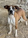 adoptable Dog in austin, TX named Quickstep