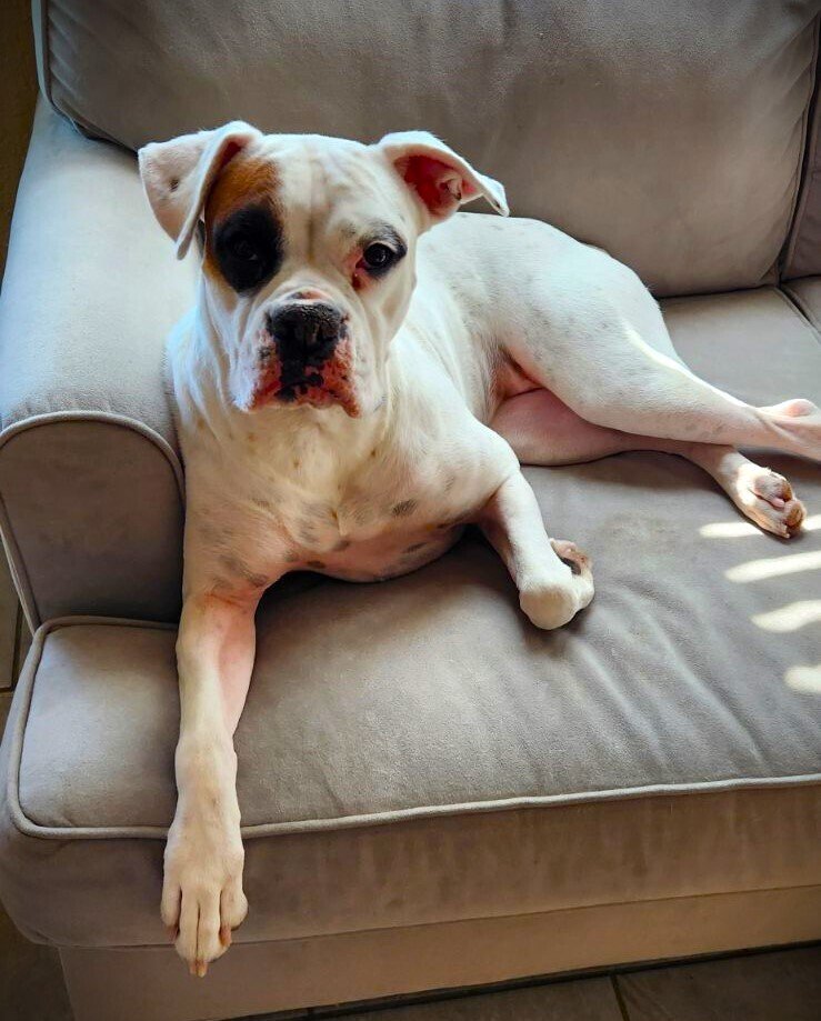 adoptable Dog in Austin, TX named Bailey V