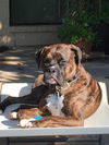 adoptable Dog in  named Ross aka Tucker