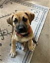 adoptable Dog in austin, TX named Fingal - Skye Puppy