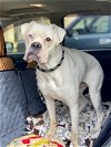 adoptable Dog in austin, TX named Gifford
