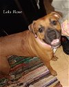 adoptable Dog in austin, TX named Lola Rose