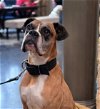 adoptable Dog in austin, TX named King IV