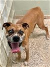 adoptable Dog in austin, TX named Agave