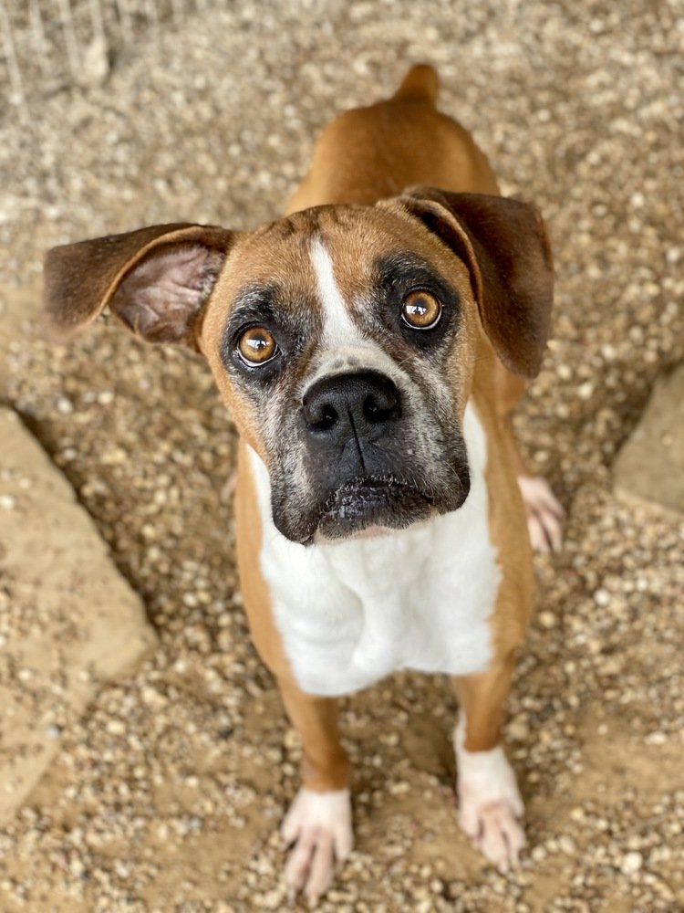 adoptable Dog in Austin, TX named Deja