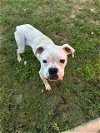 adoptable Dog in austin, TX named Vicci - ABR Return