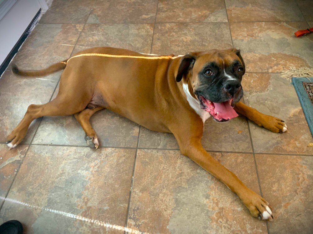 adoptable Dog in Austin, TX named Bobo II