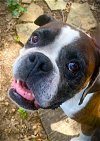 adoptable Dog in austin, TX named Captain Bubby