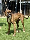 adoptable Dog in  named Wade