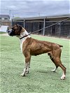 adoptable Dog in austin, TX named Thurgood