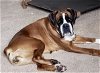 adoptable Dog in austin, TX named Meg II