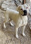 adoptable Dog in  named Renna