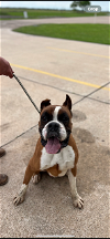 adoptable Dog in austin, TX named Garrick