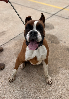 adoptable Dog in Austin, TX named Garrick