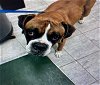 adoptable Dog in austin, TX named Gorman
