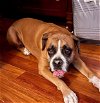 adoptable Dog in  named Rocky IX - Silverheart