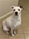 adoptable Dog in  named Aphrodite - Permanent Foster