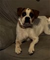 adoptable Dog in austin, TX named Lil Bit