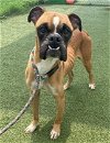 adoptable Dog in austin, TX named Anders