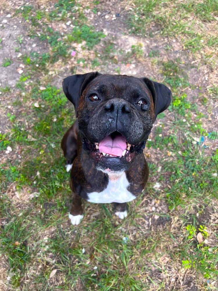 adoptable Dog in Austin, TX named Bonnie IV