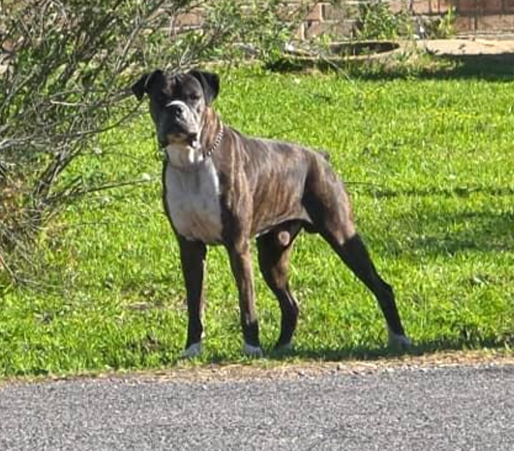 adoptable Dog in Austin, TX named Beaux IV