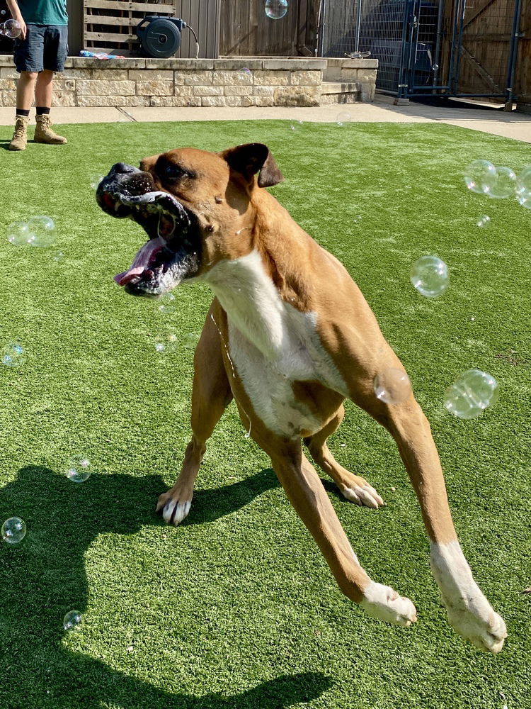 adoptable Dog in Austin, TX named Birmingham