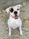 adoptable Dog in Austin, TX named Bailey V