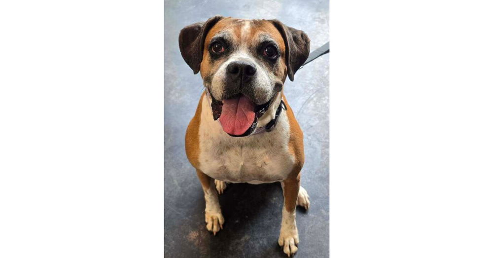 adoptable Dog in Austin, TX named Ebba