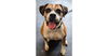 adoptable Dog in  named Ebba