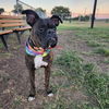 adoptable Dog in Austin, TX named Leonora